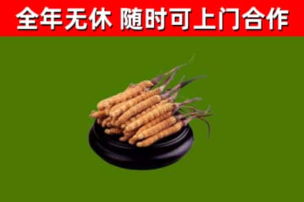 靖边烟酒回收冬虫夏草.jpg